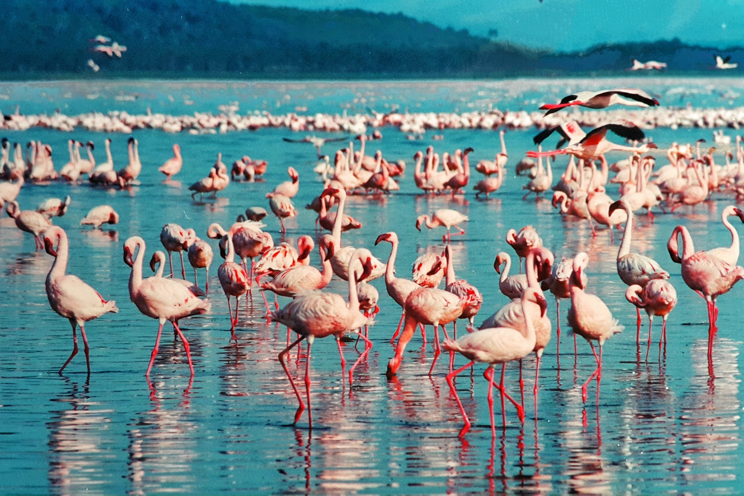 samburu national reserve (4).webp